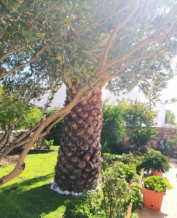 George'S Place Sifnos - Apartments Απολλωνία Εξωτερικό φωτογραφία